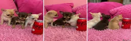 Chihuahua perros en venta: CHIHUAHUAS MINI - CIUDAD REAL - LISTOS  - Anuncio 1