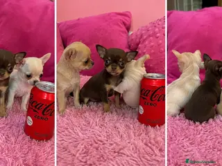 Chihuahua perros CHIHUAHUAS MINI - CIUDAD REAL - LISTOS - Anuncio 3