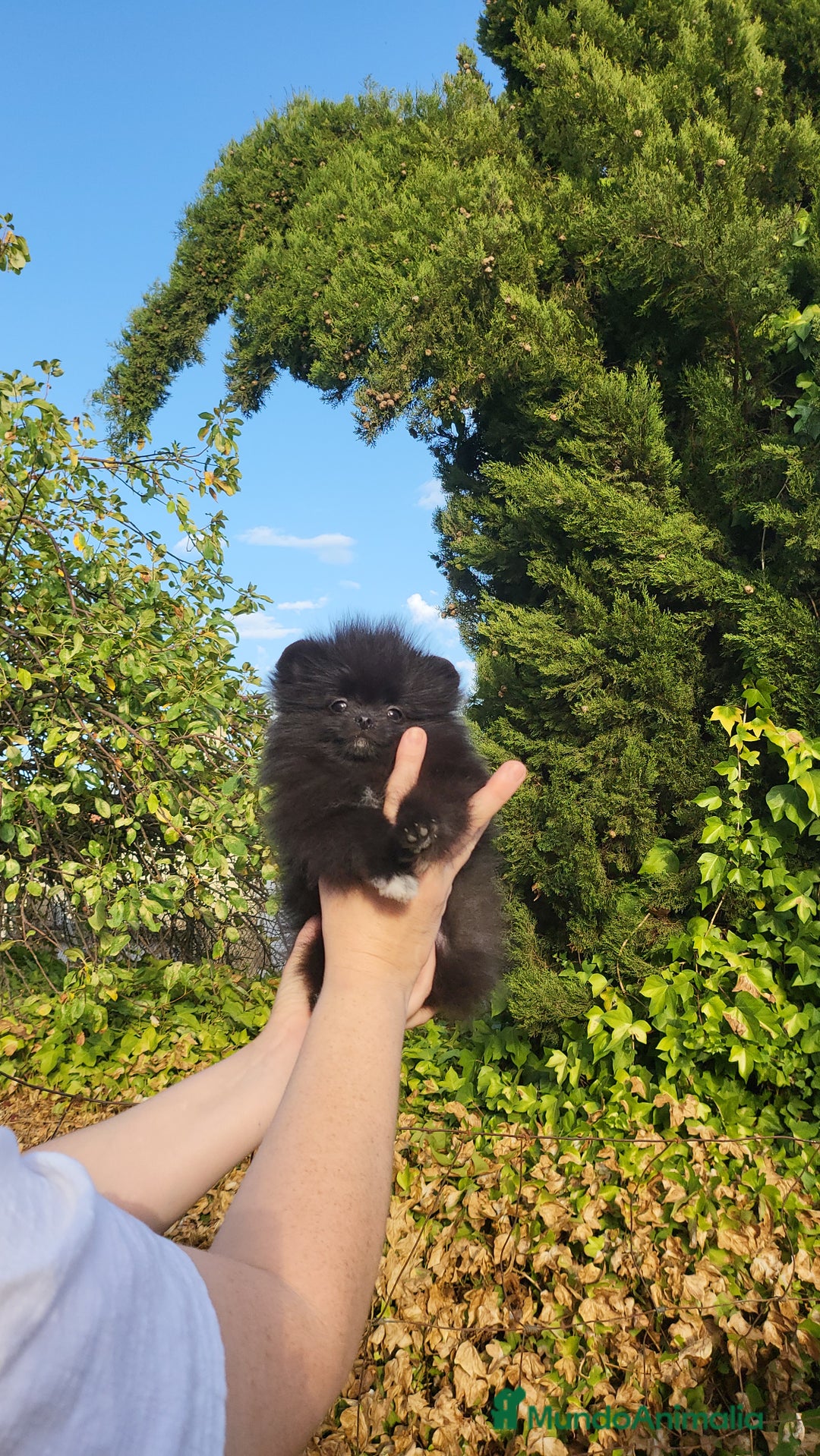 Pomerania perros en venta: Machito miniatura negro  - Imagen 3