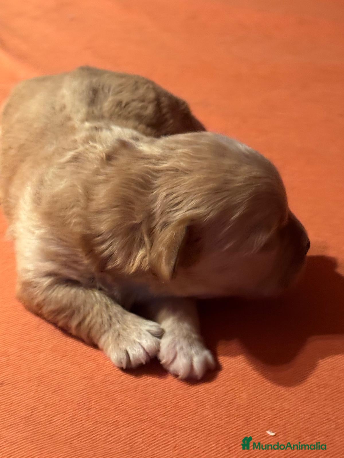 Maltipoo perros Maltipoo mini - Anuncio 3