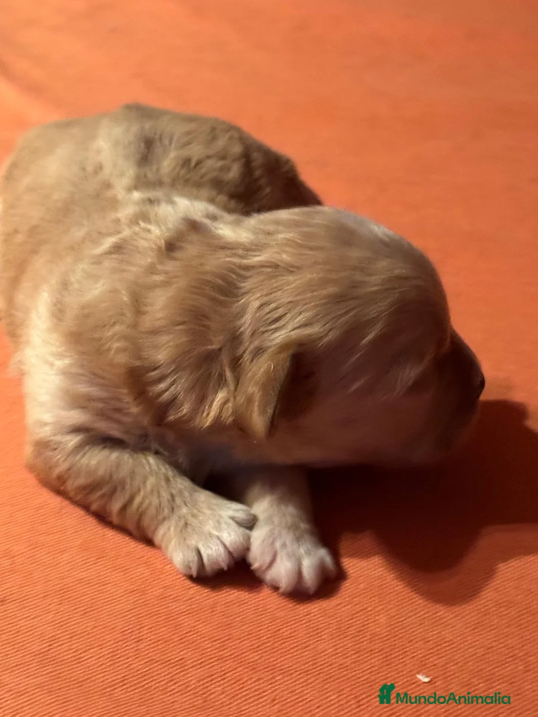 Maltipoo perros en venta: Maltipoo mini - Anuncio 1