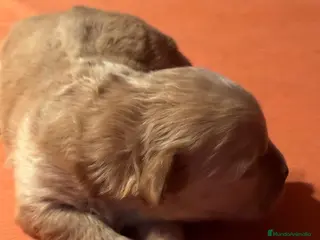 Maltipoo perros Maltipoo mini - Anuncio 3