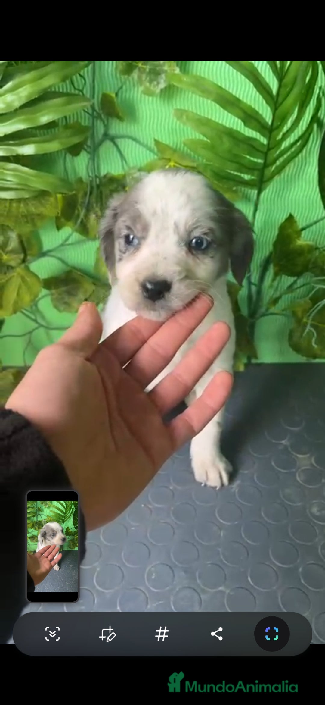 Raza Mixta perros en venta: Excelentes cachorros mixto border con Bretón  - Anuncio 4