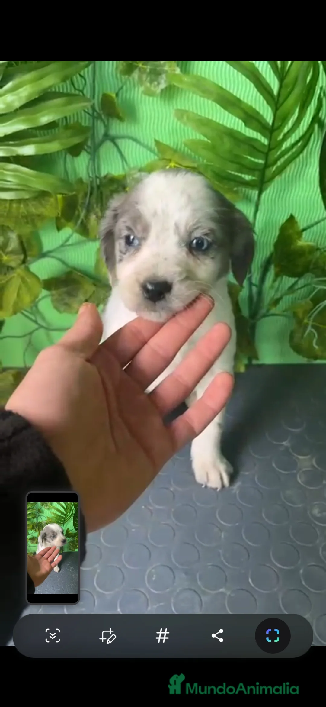 Raza Mixta perros en venta: Excelentes cachorros mixto border con Bretón  - Anuncio 4