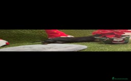 Teckel perros en venta: Teckel  - Anuncio 4