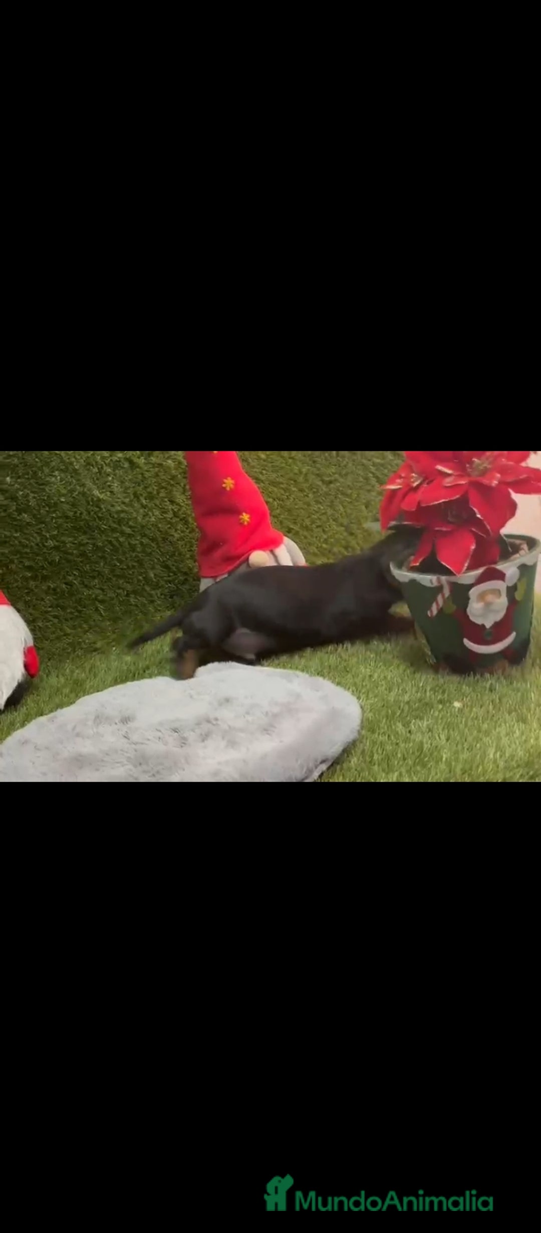 Teckel perros en venta: Teckel  - Anuncio 4