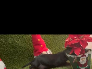 Teckel perros Teckel - Anuncio 2