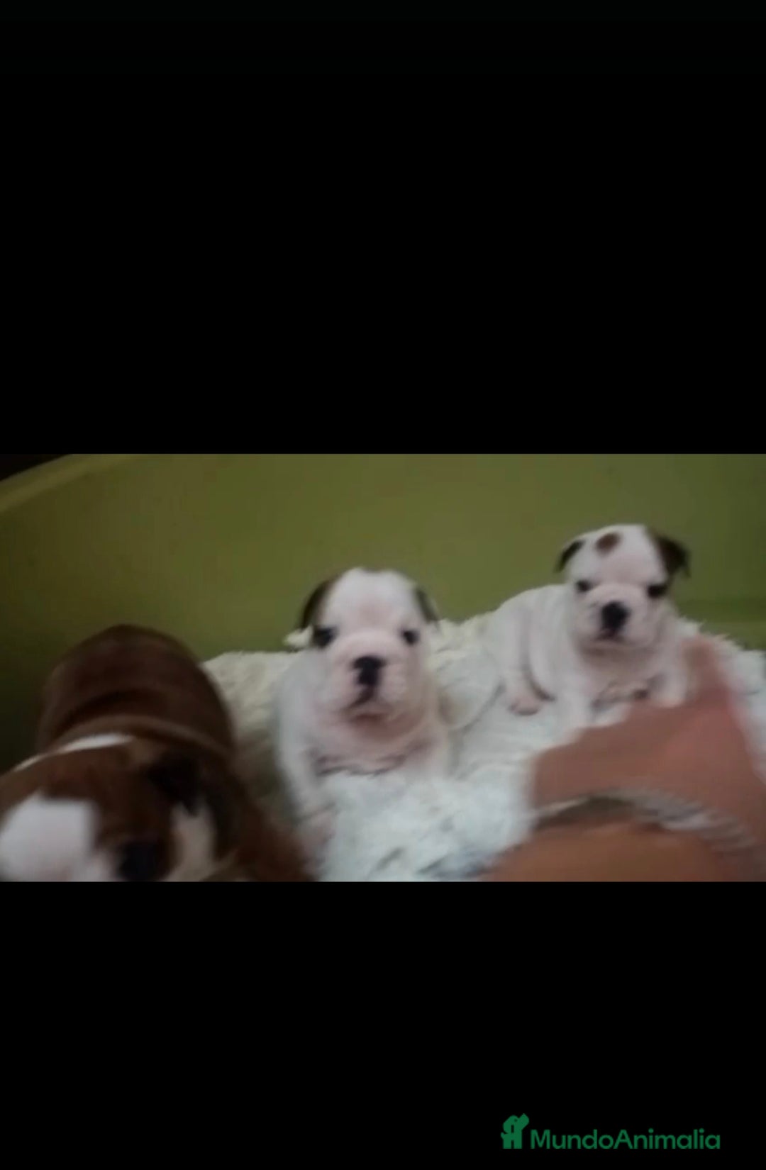 Bulldog Inglés perros en venta: Bulldog ingles  - Anuncio 7