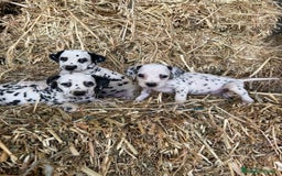 Dálmata perros en venta: Dalmata  - Imagen 2