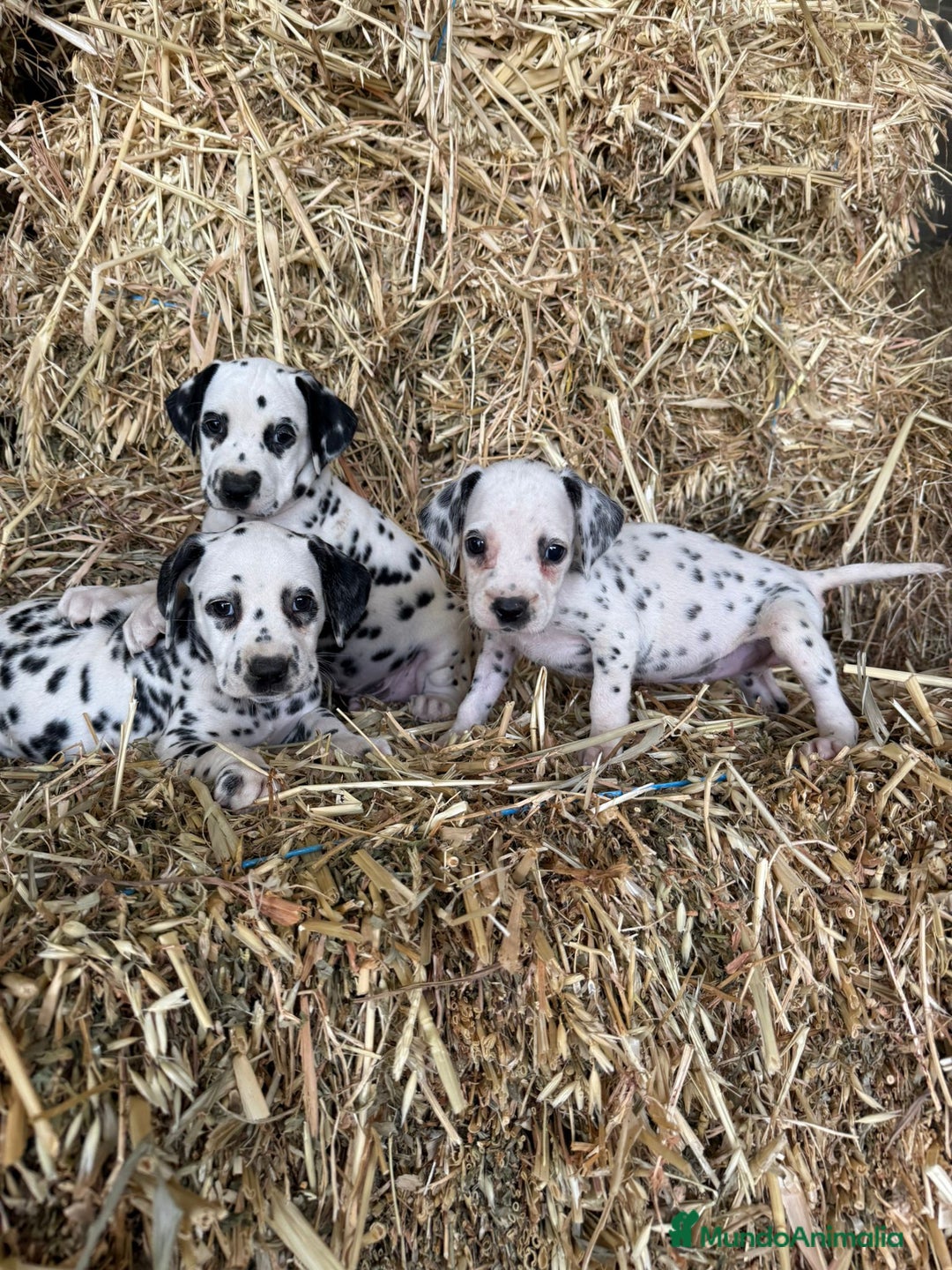 Dálmata perros en venta: Dalmata  - Imagen 2
