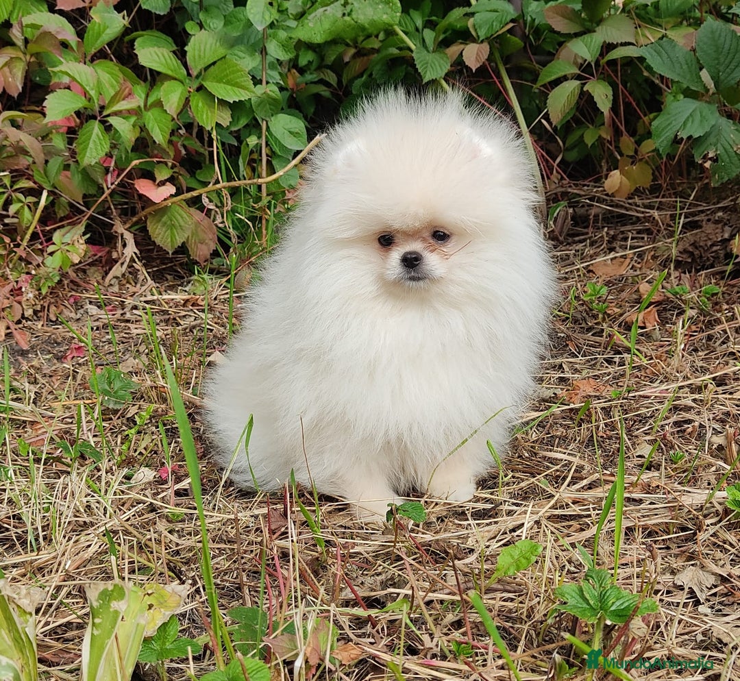 Pomerania perros en venta: Machito micro con pedigree  - Imagen 2