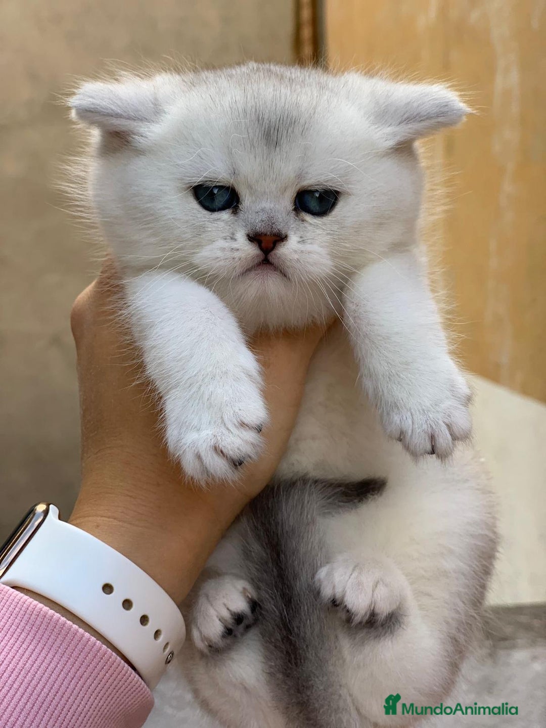 Británico de Pelo Corto gatos en venta: British shorthair - Anuncio 4