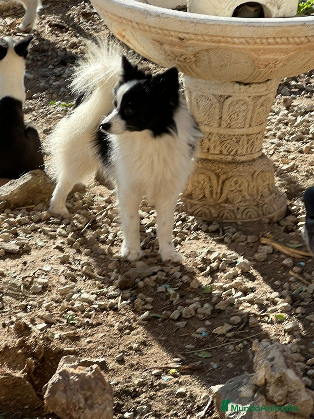 Pomerania perros en venta: Pomeranian macho  - Anuncio 3