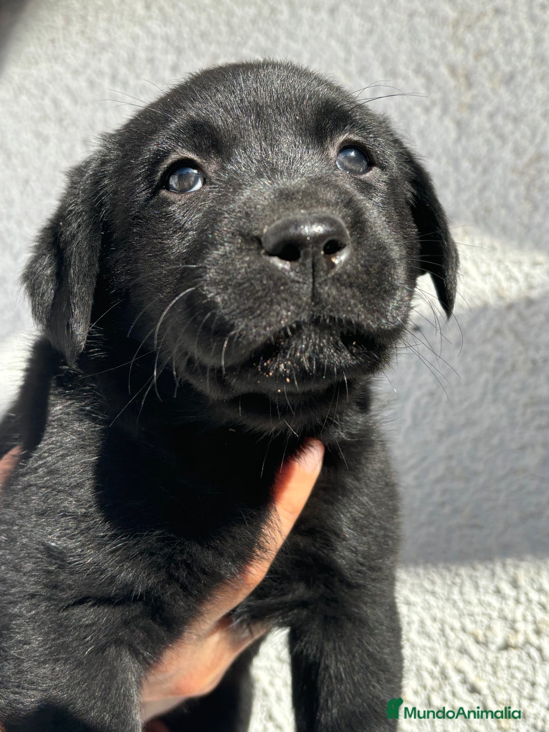 Labrador Retriever perros en venta: LABRADORES RETRIEVER - Imagen 5