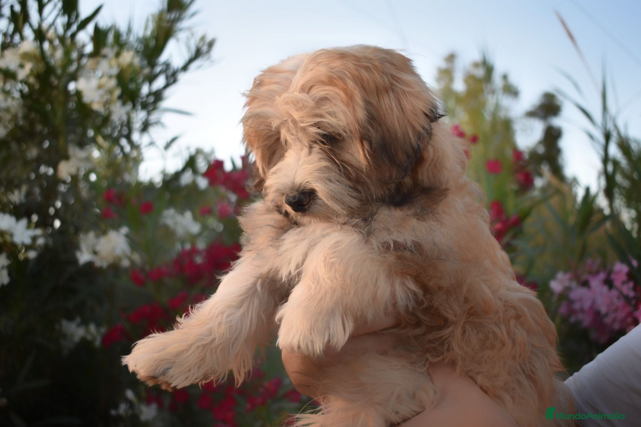 Morkie perros 🐾💖 PRECIOSO CACHORRITO MORKIE DISPONIBLE 💖🐾 - Anuncio 3