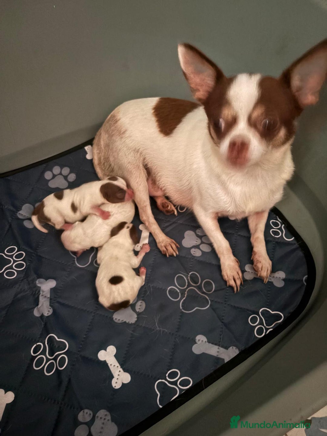 Chihuahua perros en venta: Chihuahua linea rusa - Imagen 2