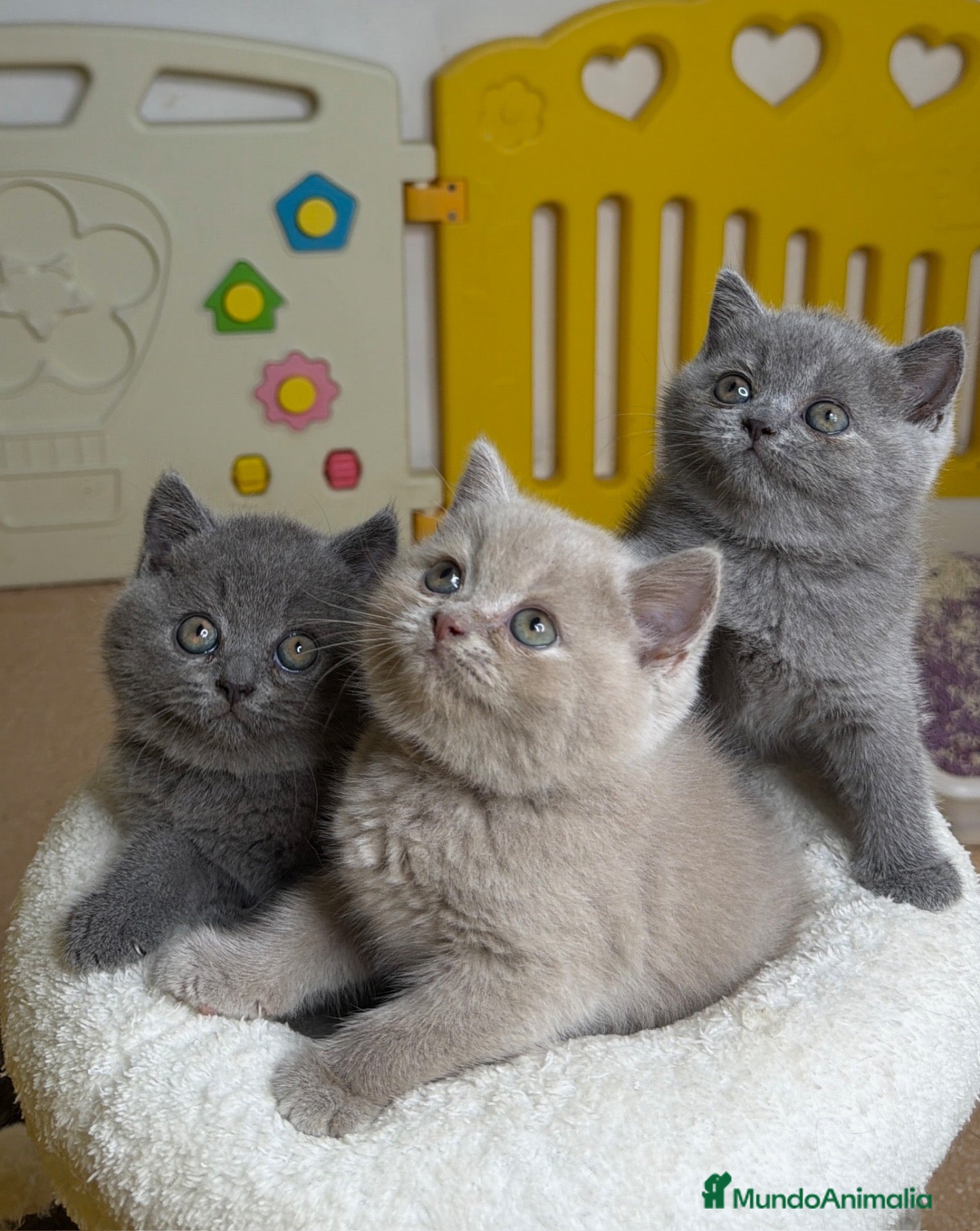 Británico de Pelo Corto Azul gatos Exclusivos gatitos British Shorthair Blue y Lilac  - Anuncio 24
