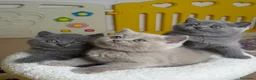 Británico de Pelo Corto Azul gatos en venta: Exclusivos gatitos British Shorthair Blue y Lilac  - Anuncio 1