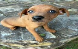 Pinscher Miniatura perros en venta: Pinscher miniatura  - Imagen 7
