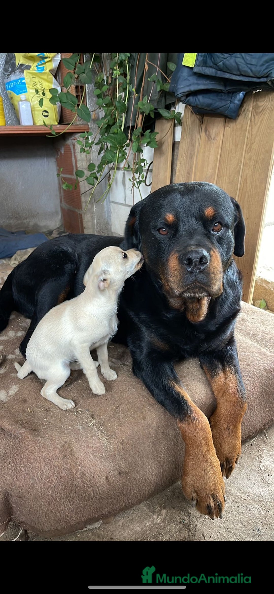 Rottweiler perros en venta: ROTTWEILER, ENTREGA INMEDIATA  - Anuncio 4
