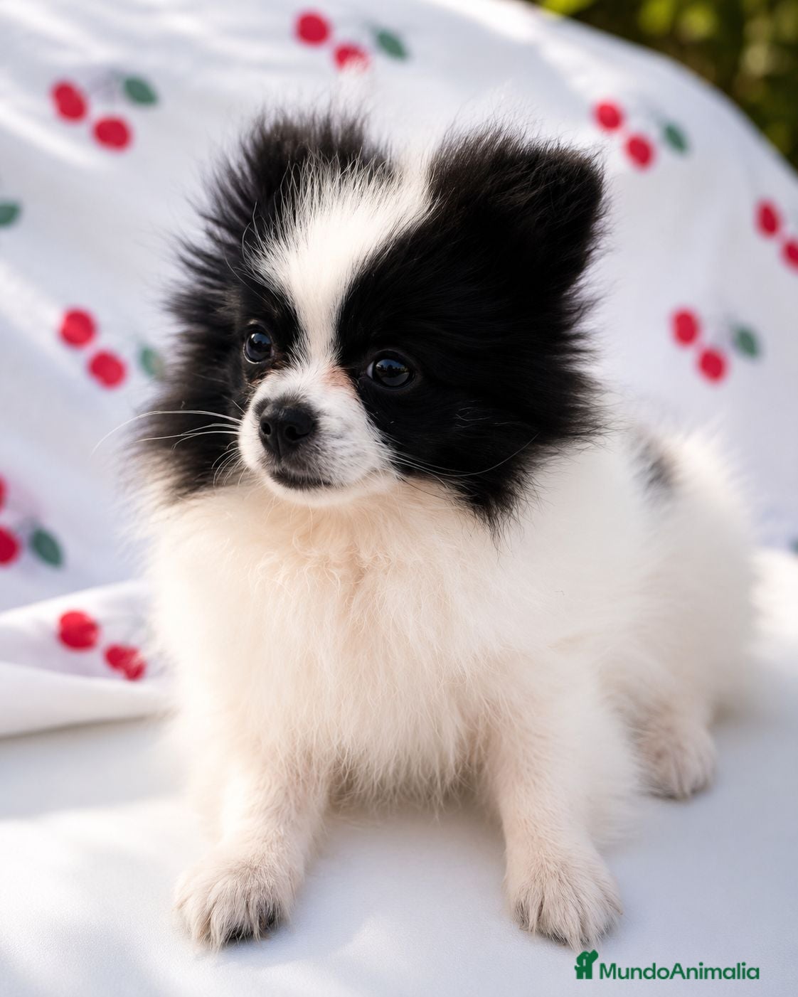 Pomerania perros Pomerania hembra preciosa 5 meses - Anuncio 2