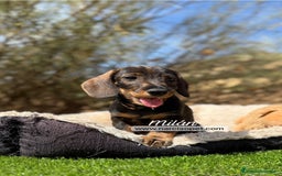 Teckel Miniatura perros en venta: TECKEL PELO DURO HEMBRA - Imagen 1