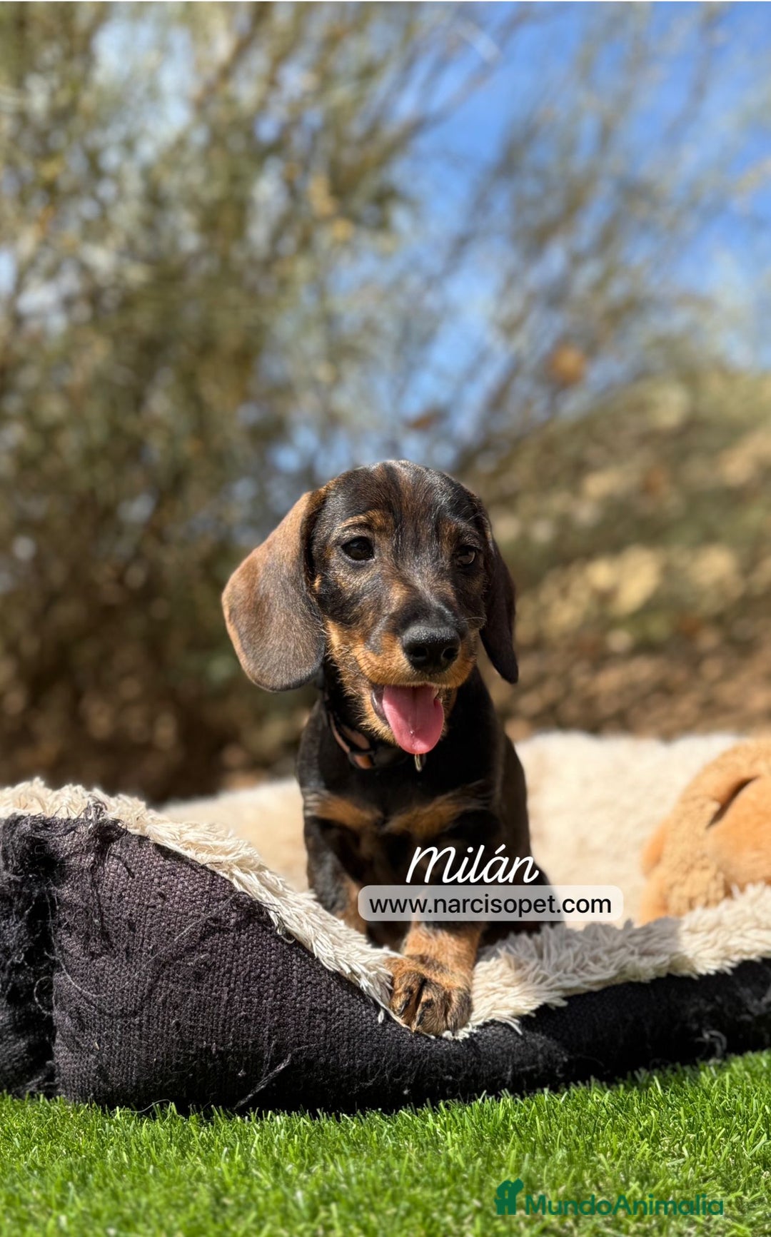 Teckel Miniatura perros en venta: TECKEL PELO DURO HEMBRA - Imagen 1