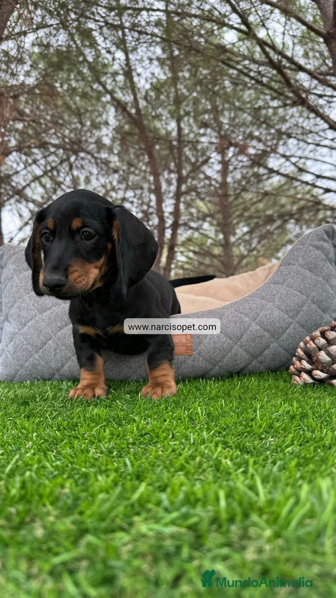 Teckel Miniatura perros en venta: INCREIBLE TECKEL NEGRO FUEGO - Anuncio 2