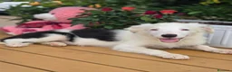 Border Collie perros en venta: Border collie listos para entregar  - Anuncio 2