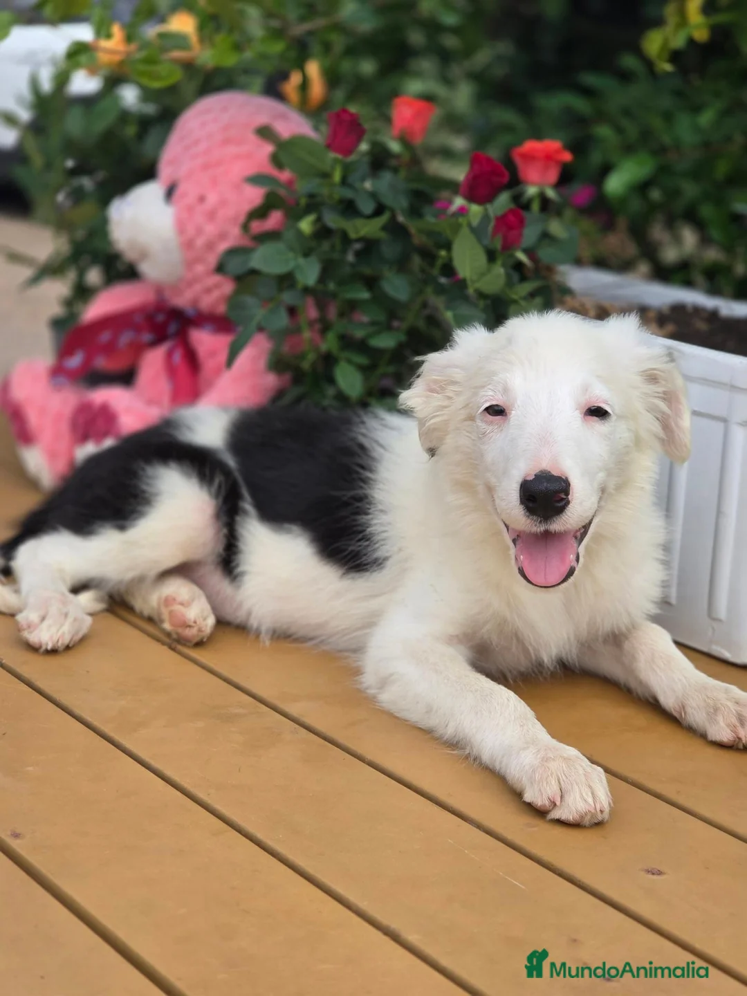Border Collie perros en venta: Border collie listos para entregar  - Anuncio 2