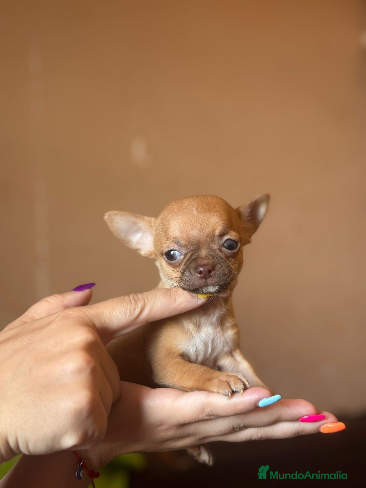Chihuahua perros en venta: Chihuahua  mini toy  - Anuncio 7