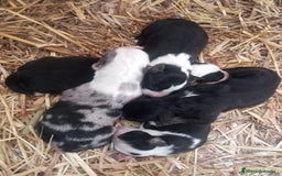 Border Collie perros en venta: Border collie - Imagen 1