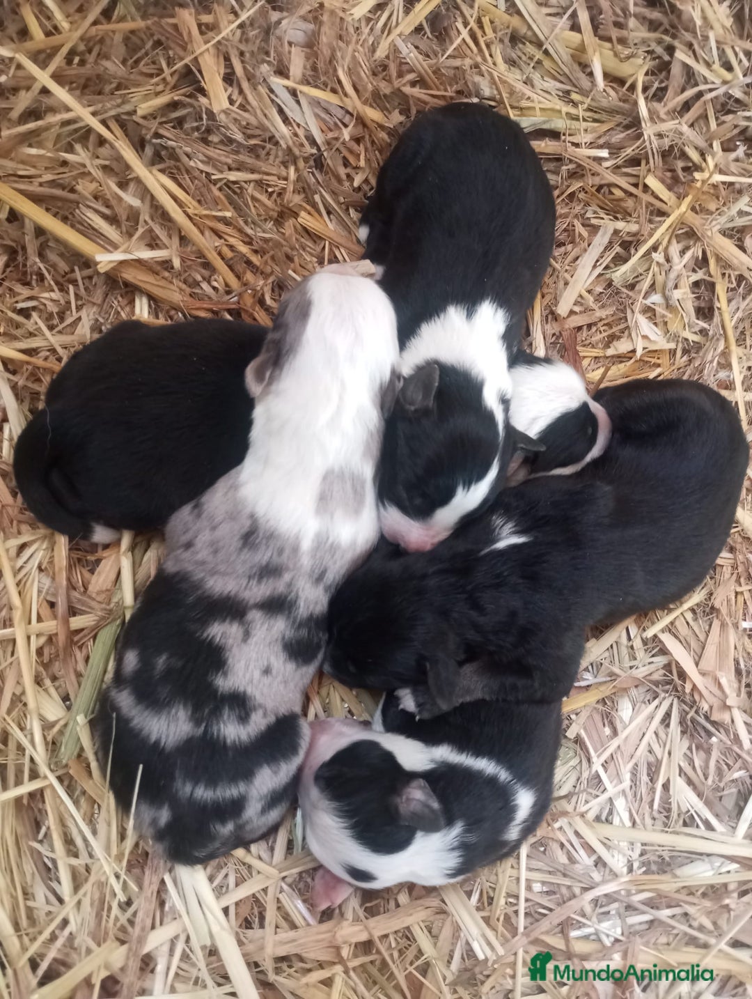 Border Collie perros en venta: Border collie - Imagen 1