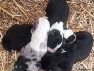 Border Collie perros - Anuncio 2