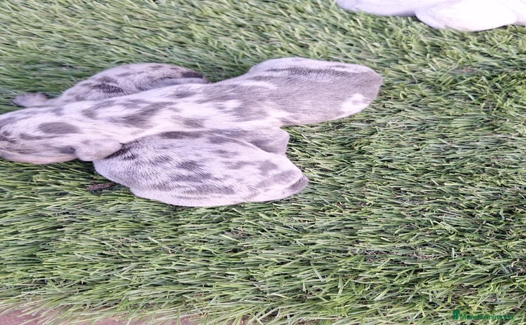 Teckel perros Teckel Mini Arlequin  - Anuncio 8