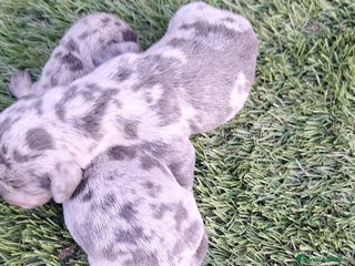 Teckel perros - Anuncio 10