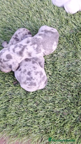 Teckel perros Teckel Mini Arlequin - Anuncio 8