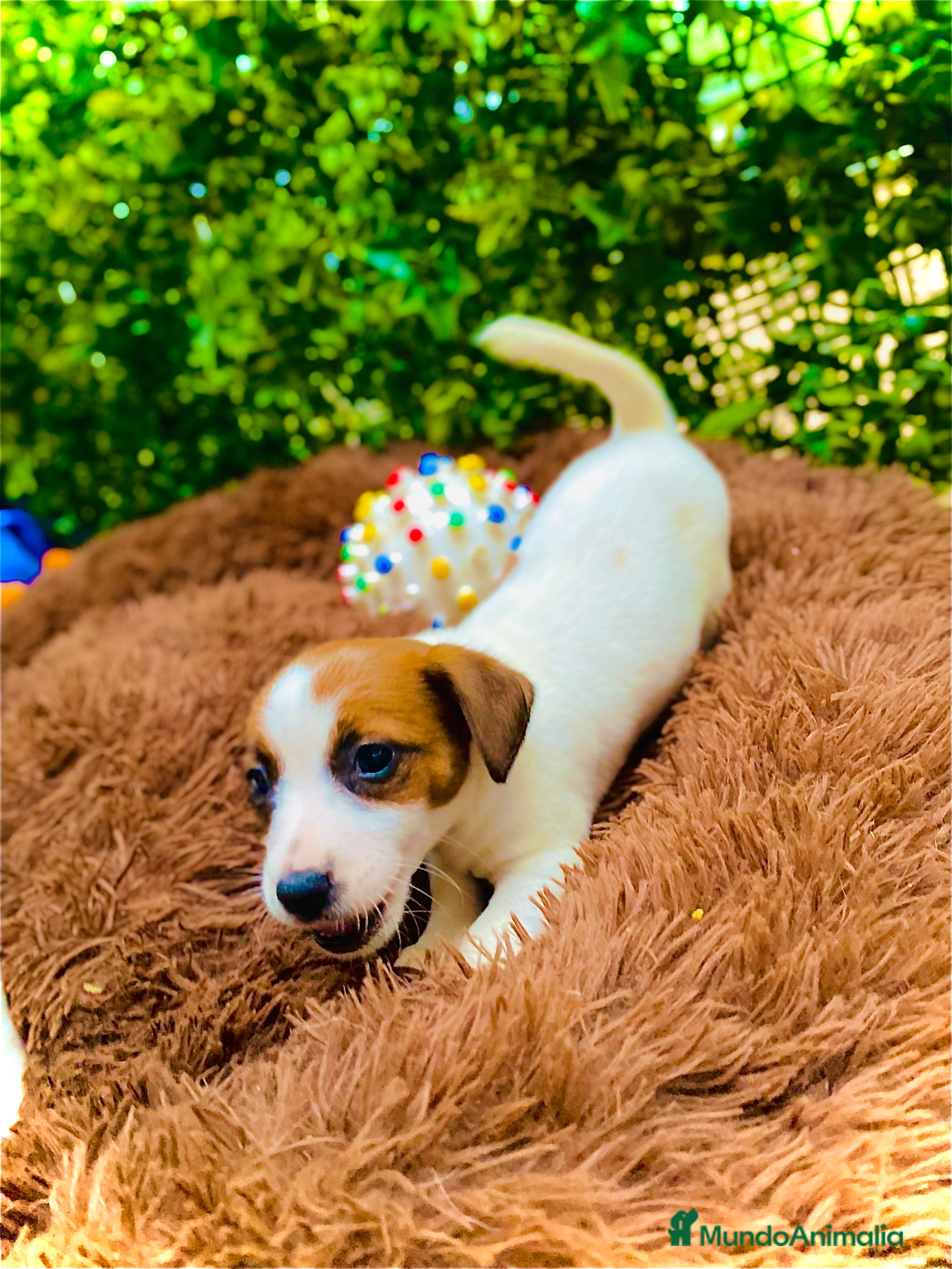 Jack Russell Terrier perros Cachorros Jack russell  - Anuncio 1