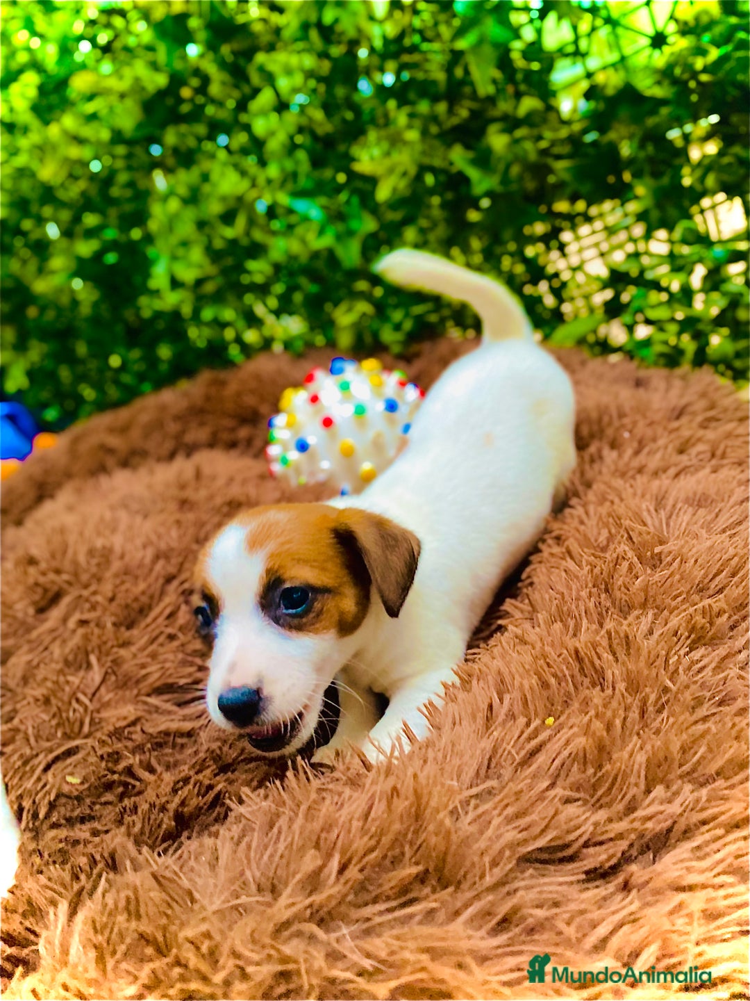 Jack Russell Terrier perros en venta: Cachorros Jack russell  - Anuncio 1
