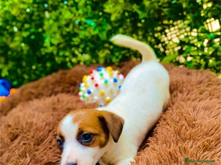 Jack Russell Terrier perros Cachorros Jack russell - Anuncio 1