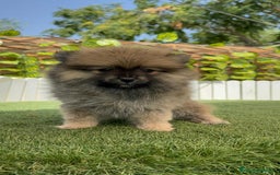 Pomerania perros en venta: POMERANIA HEMBRA  - Imagen 15