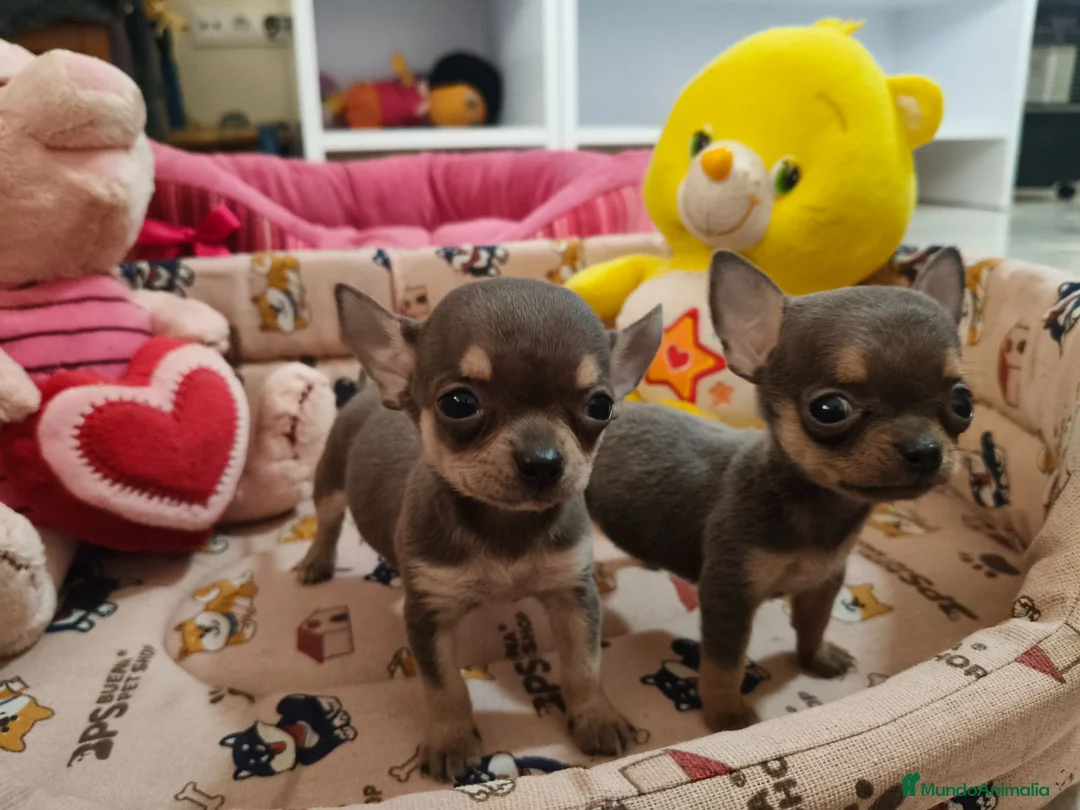 Chihuahua perros en venta: Chihuahua Toy Blue - Anuncio 9