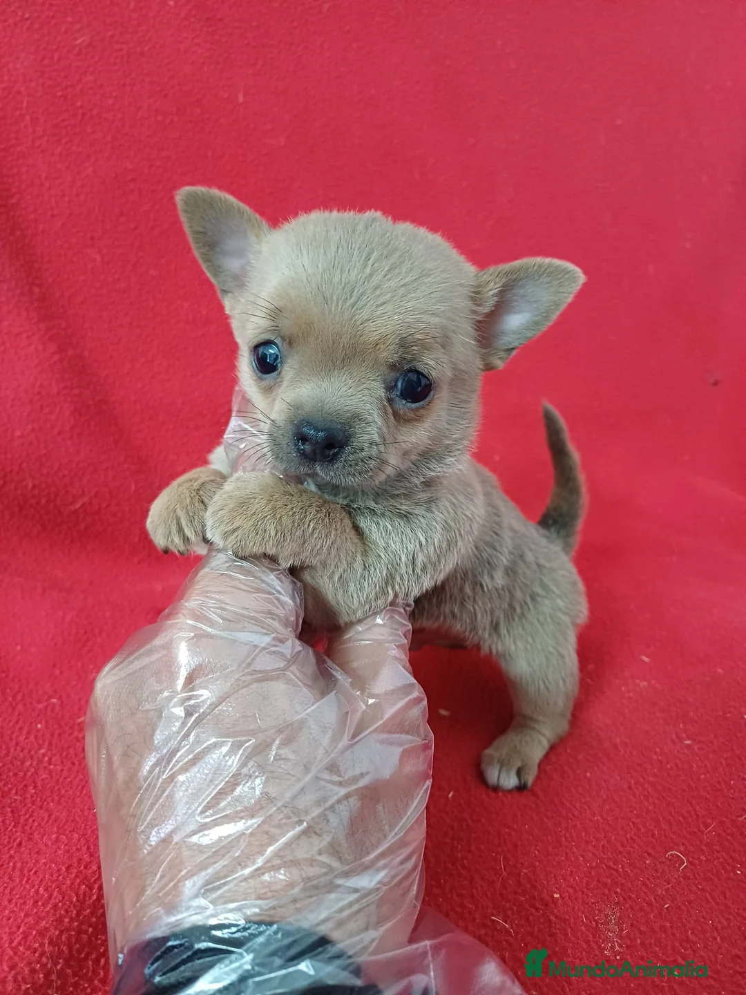 Chihuahua perros en venta: Chihuahua mini - Anuncio 1