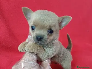 Chihuahua perros Chihuahua mini - Anuncio 1