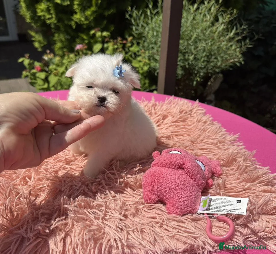 Bichón Maltés perros en venta: Bichon maltés hembra toy ‼️ - Anuncio 2