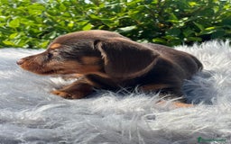 Teckel Miniatura perros en venta: Teckel chocolate - Imagen 6