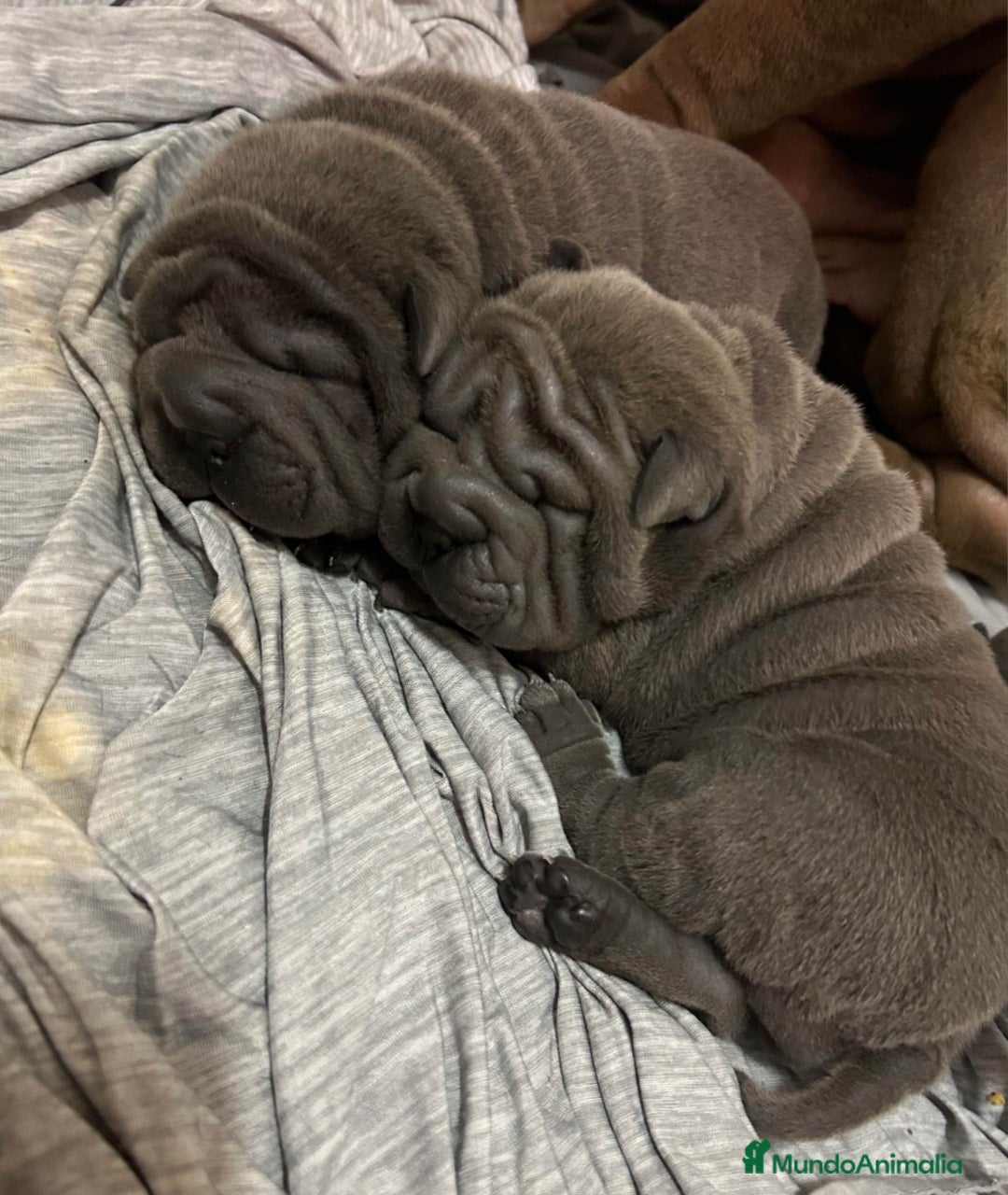 Shar Pei perros en venta: ‼️‼️Preciosa camada de minipeis  - Anuncio 2