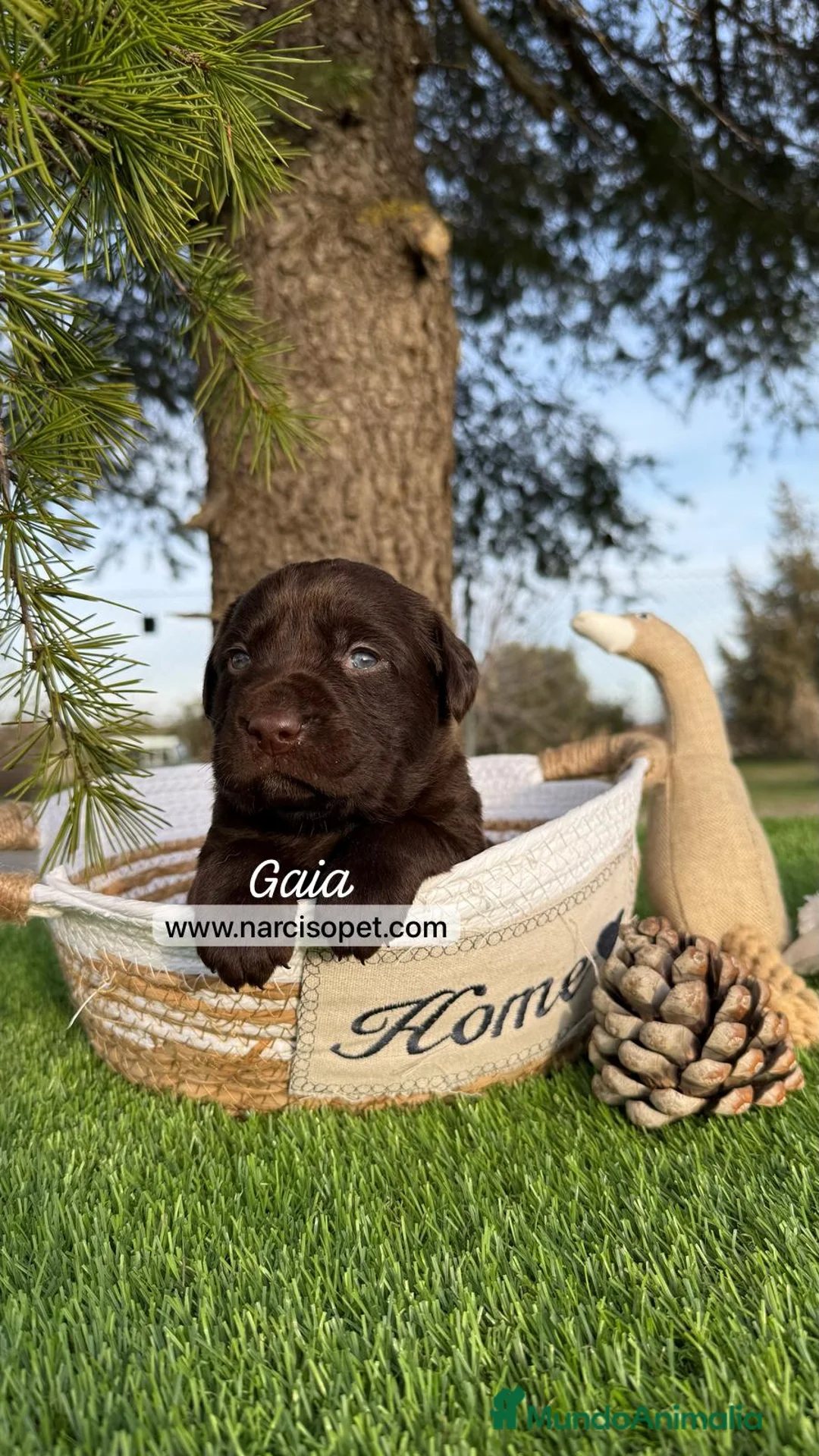 Labrador Retriever perros en venta: LABRADOR en Asturias - Anuncio 3