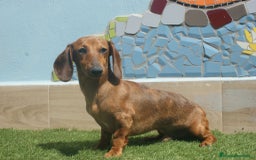 Teckel Miniatura perros en venta: TECKEL MINIATURA ARLEQUÍN  - Imagen 3