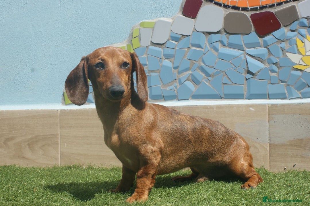 Teckel Miniatura perros en venta: TECKEL MINIATURA ARLEQUÍN  - Imagen 3